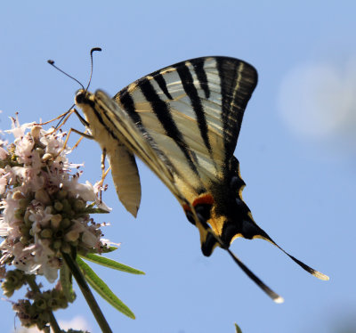 ARTHOPODA - LEPIDOPTERA - SWALLOW TAIL BUTTERFLY - ATHENS GREECE (9).JPG