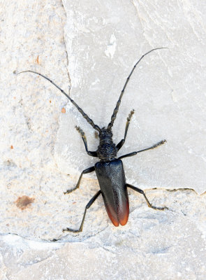 ARTHROPODA - CERAMBYCID - CERAMBYX CERDO - METEORA GREECE AREA (1).JPG