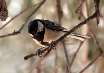 BIRD - TIT - GREAT TIT - SAMARIA GORGE NATIONAL PARK CRETE (5).JPG