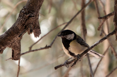 BIRD - TIT - GREAT TIT - SAMARIA GORGE NATIONAL PARK CRETE (6).JPG