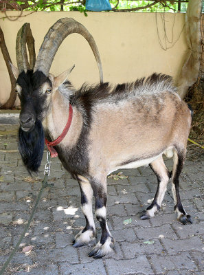 BOVID - KRI KRI - CRETAN WILD GOAT - ROMEO - SOUGIA CRETE GREECE (12).JPG