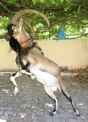 BOVID - KRI KRI - CRETAN WILD GOAT - ROMEO - SOUGIA CRETE GREECE (18).JPG