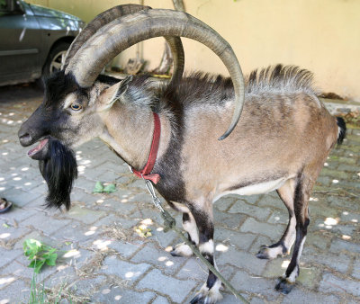 BOVID - KRI KRI - CRETAN WILD GOAT - ROMEO - SOUGIA CRETE GREECE (56).JPG