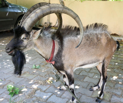 BOVID - KRI KRI - CRETAN WILD GOAT - ROMEO - SOUGIA CRETE GREECE (57).JPG