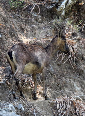 BOVID - KRI KRI - CRETAN WILD GOAT - SAMARIA GORGE NATIONAL PARK CRETE (18).JPG