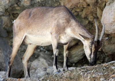 BOVID - KRI KRI - CRETAN WILD GOAT - SAMARIA GORGE NATIONAL PARK CRETE (34).JPG