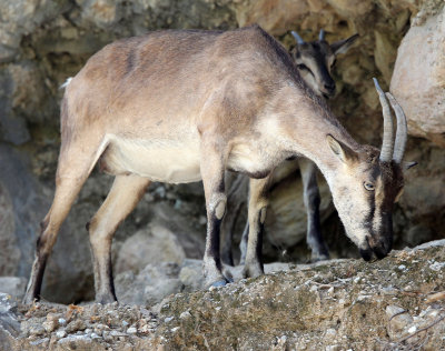 BOVID - KRI KRI - CRETAN WILD GOAT - SAMARIA GORGE NATIONAL PARK CRETE (35).JPG