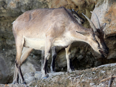 BOVID - KRI KRI - CRETAN WILD GOAT - SAMARIA GORGE NATIONAL PARK CRETE (38).JPG