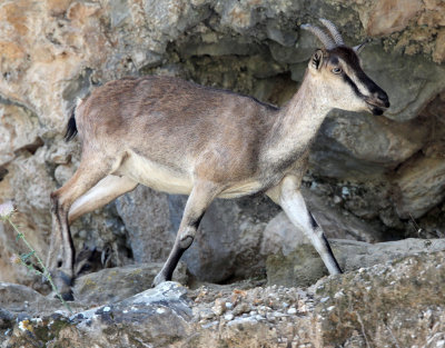 BOVID - KRI KRI - CRETAN WILD GOAT - SAMARIA GORGE NATIONAL PARK CRETE (50).JPG