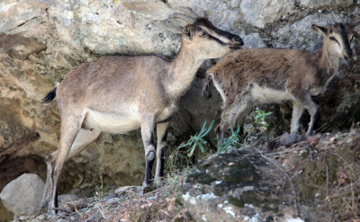 BOVID - KRI KRI - CRETAN WILD GOAT - SAMARIA GORGE NATIONAL PARK CRETE (56).JPG