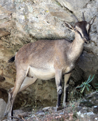 BOVID - KRI KRI - CRETAN WILD GOAT - SAMARIA GORGE NATIONAL PARK CRETE (59).JPG