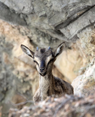 BOVID - KRI KRI - CRETAN WILD GOAT - SAMARIA GORGE NATIONAL PARK CRETE (65).JPG