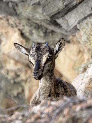 BOVID - KRI KRI - CRETAN WILD GOAT - SAMARIA GORGE NATIONAL PARK CRETE (68).JPG