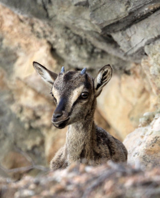 BOVID - KRI KRI - CRETAN WILD GOAT - SAMARIA GORGE NATIONAL PARK CRETE (69).JPG