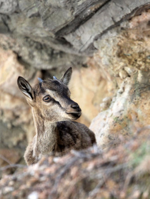 BOVID - KRI KRI - CRETAN WILD GOAT - SAMARIA GORGE NATIONAL PARK CRETE (74).JPG