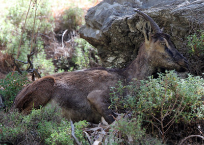 BOVID - KRI KRI - CRETAN WILD GOAT - SAMARIA GORGE NATIONAL PARK CRETE (8).JPG