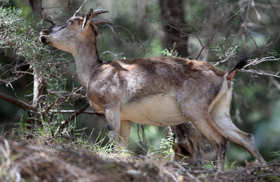 BOVID - KRI KRI - CRETAN WILD GOAT - SAMARIA GORGE NATIONAL PARK CRETE (87).JPG