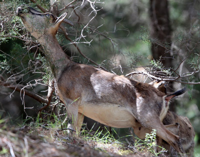 BOVID - KRI KRI - CRETAN WILD GOAT - SAMARIA GORGE NATIONAL PARK CRETE (88).JPG