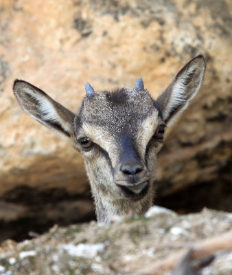 BOVID - KRI KRI - CRETAN WILD GOAT - SAMARIA GORGE NATIONAL PARK CRETE (90).JPG