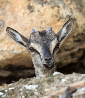 BOVID - KRI KRI - CRETAN WILD GOAT - SAMARIA GORGE NATIONAL PARK CRETE (92).JPG