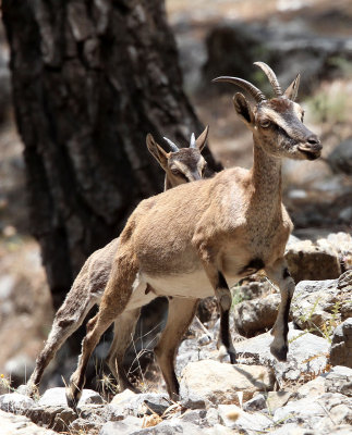 BOVID - KRI KRI - CRETAN WILD GOAT - SAMARIA GORGE NATIONAL PARK CRETE (98).JPG