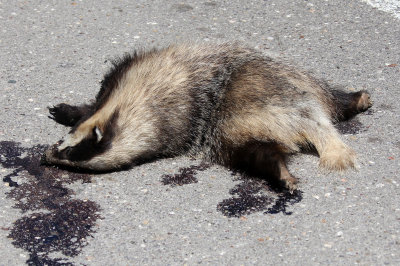 MUSTELID - BADGER - EUROPEAN BADGER - METEORA AREA GREECE.JPG