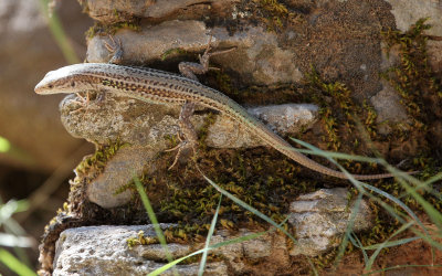 REPTILE - SKINK SPECIES - SAMARIA GORGE NATIONAL PARK CRETE (1).JPG