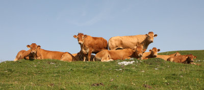BOVID - COW - VERCOR NATIONAL PARK FRANCE (2).JPG
