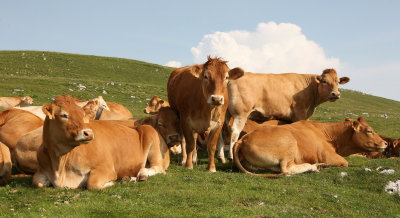 BOVID - COW - VERCOR NATIONAL PARK FRANCE (5).JPG