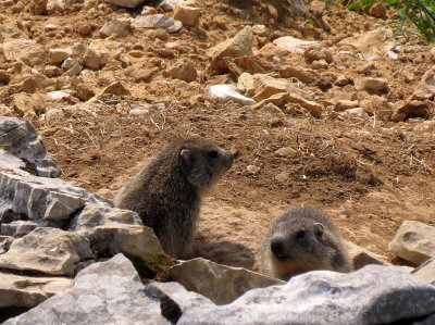RODENTIA - MARMOT - ALPINE MARMOT - VERCOR NATIONAL PARK FRANCE (1).JPG