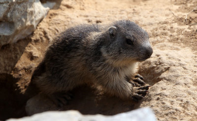 RODENTIA - MARMOT - ALPINE MARMOT - VERCORS NATIONAL PARK FRANCE (13).JPG