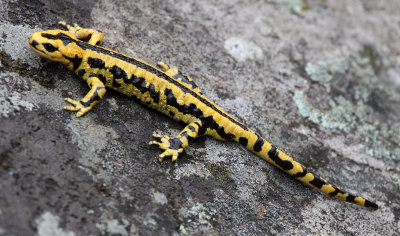 AMPHIBIAN - FIRE SALAMANDER - ARRENS-MARSOUS PYRENEES NATIONAL PARK FRANCE (11).JPG