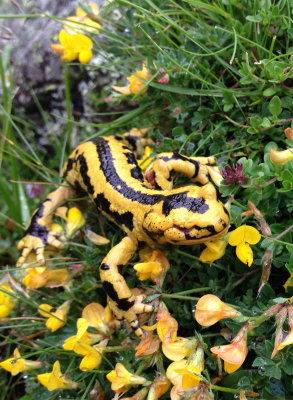 AMPHIBIAN - FIRE SALAMANDER - ARRENS-MARSOUS PYRENEES NATIONAL PARK FRANCE (3).jpg