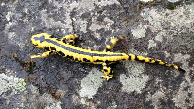 AMPHIBIAN - FIRE SALAMANDER - ARRENS-MARSOUS PYRENEES NATIONAL PARK FRANCE (5).jpg