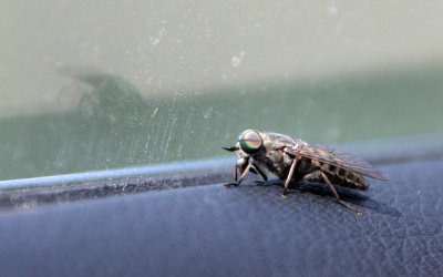 ARTHROPODA - DIPTERA SPECIES - VERCORS NATIONAL PARK FRANCE (1).JPG