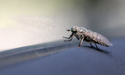 ARTHROPODA - DIPTERA SPECIES - VERCORS NATIONAL PARK FRANCE (12).JPG