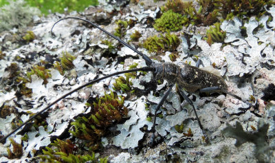 ARTHROPODA - MONOCHAMUS SPECIES - VERCOR NATIONAL PARK FRANCE (9).JPG