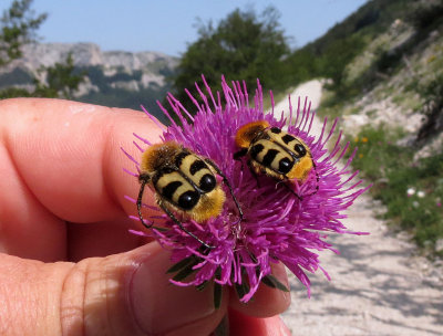 ARTHROPODA - SCARABAIEDAE SPECIES - VERCOR NATIONAL PARK FRANCE (12).JPG