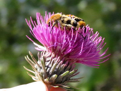 ARTHROPODA - SCARABAIEDAE SPECIES - VERCOR NATIONAL PARK FRANCE (13).JPG