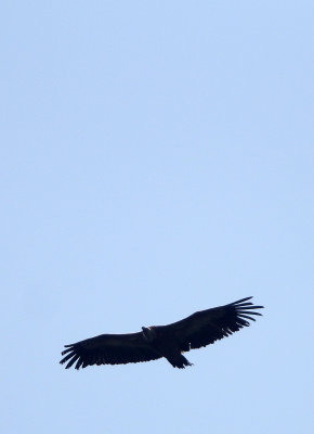 BIRD - GRIFFON - EUROPEAN GRIFFON VULTURE - ARRENS MARSOUS PYRENEES NATIONAL PARK FRANCE (18).JPG