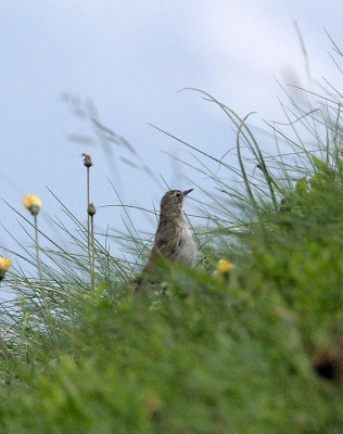 BIRD - PIPIT - TAWNY PIPIT - ARRENS MARSOUS PYRENEES NATIONAL PARK FRANCE.JPG