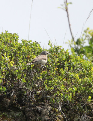 BIRD - PIPIT - TAWNY PIPIT - VERCORS NATIONAL PARK FRANCE (3).JPG