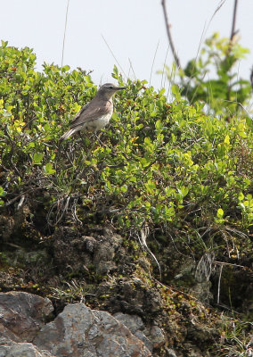 BIRD - PIPIT - TAWNY PIPIT - VERCORS NATIONAL PARK FRANCE (4).JPG