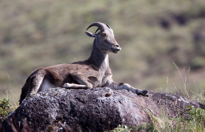 BOVID - NILGIRI TAHR - ERAVIKULAM NATIONAL PARK, KERALA INDIA (42).JPG