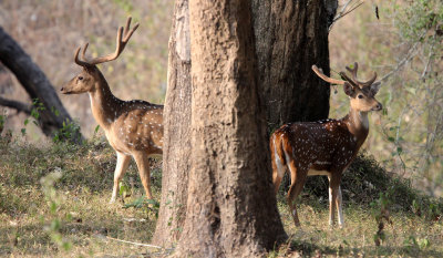 CERVID - DEER - INDIAN SPOTTED DEER - THOLPETTY RESERVE WAYANAD KERALA INDIA (12).JPG