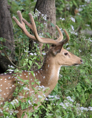 CERVID - DEER - INDIAN SPOTTED DEER - THOLPETTY RESERVE WAYANAD KERALA INDIA (6).JPG