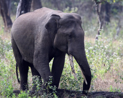 ELEPHANT - ASIAN OR INDIAN ELEPHANT - THOLPETTY RESERVE WAYANAD KERALA INDIA (9).JPG