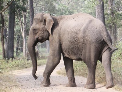 ELEPHANT - INDIAN ASIAN ELEPHANT - THOLPETTY NATIONAL PARK - THIRUNELLY - KERALA INDIA - PHOTO BY SOM SMITH (13).jpg