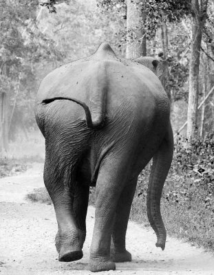 ELEPHANT - INDIAN ASIAN ELEPHANT - THOLPETTY NATIONAL PARK - THIRUNELLY - KERALA INDIA - PHOTO BY SOM SMITH (7).JPG