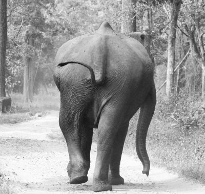 ELEPHANT - INDIAN ASIAN ELEPHANT - THOLPETTY NATIONAL PARK - THIRUNELLY - KERALA INDIA - PHOTO BY SOM SMITH (9).JPG